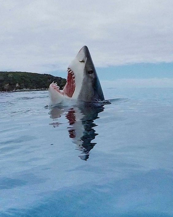 .Thrilling Meeting: Adventurous Swimmers Astonished by Australian Great White Sharks’ Close Encounter (Video)..D