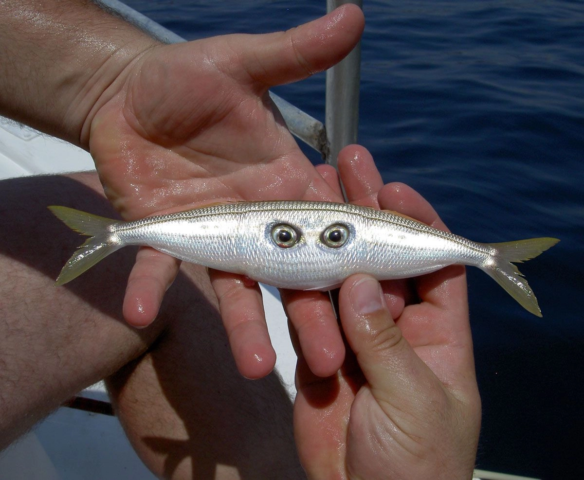 Unusual encounter: The two-eyed, two-tailed fish has the strangest deformity in the Atlantic Ocean (Video).f