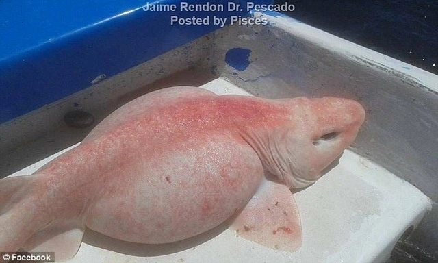 .Otherworldly Find Off Cabo, Mexico: Angler Hooks Uncommon Pink-Skinned Being (Video)!..D