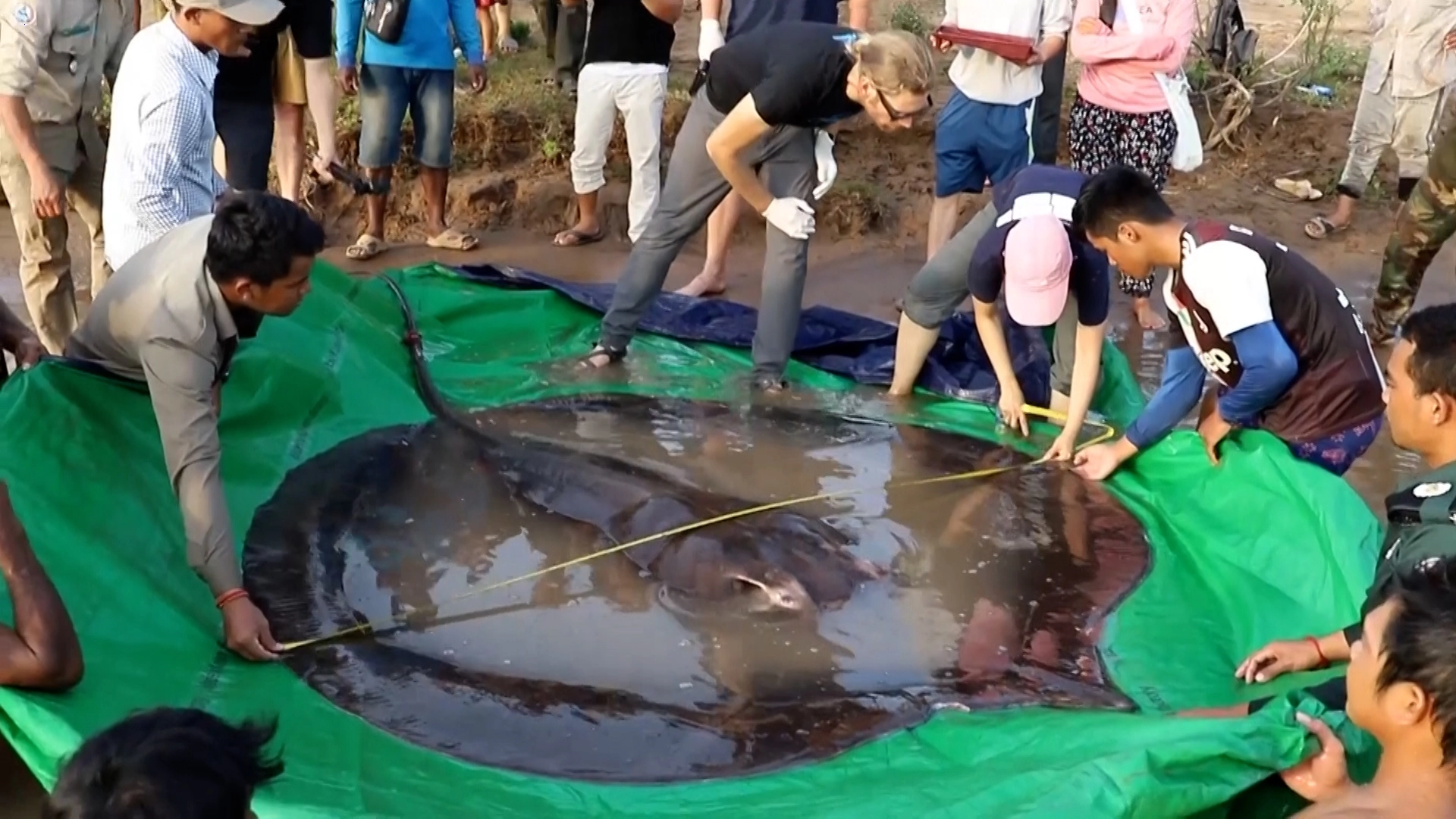 .Caught on Film: Thailand’s Enormous Stingray – Don’t Miss the Video!..D