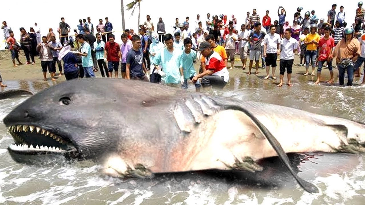 Extremely rare megamouth shark was found dead washed up on the beach with a large size weighing more than 6 tons, scaring people (video).f