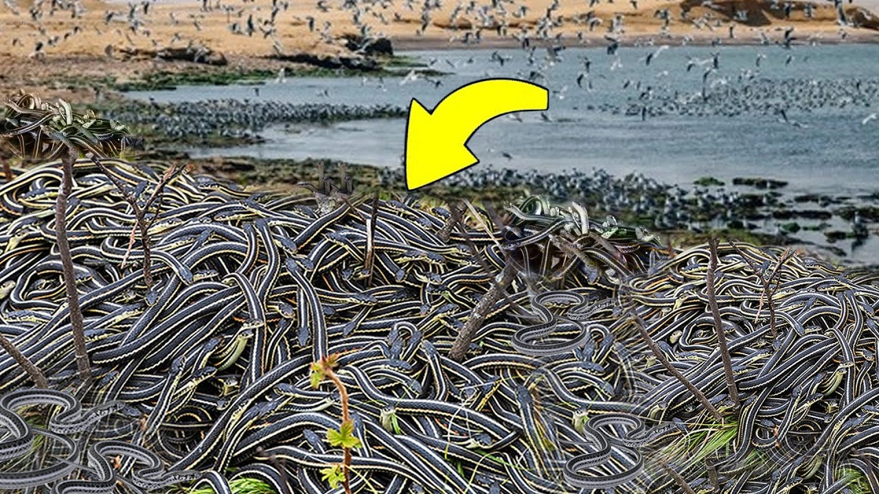 Thousands of giant venomous snakes washed ashore on American shores.f