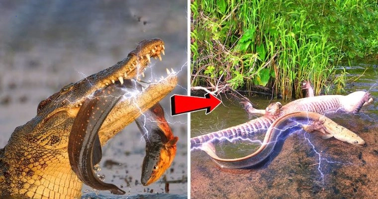 When crocodile coded electric eel, it was electrocuted for hours (Video).f