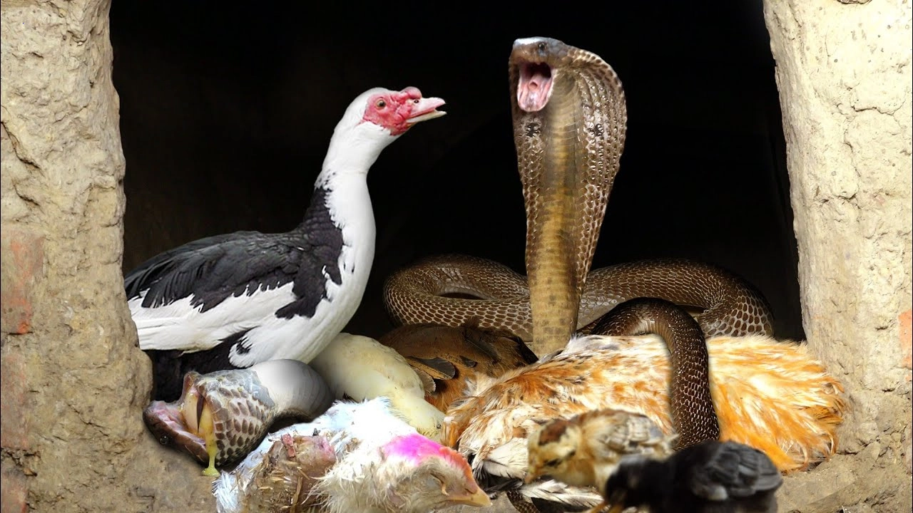 A captivating story of survival in the grip of a haunting snake (Video).f