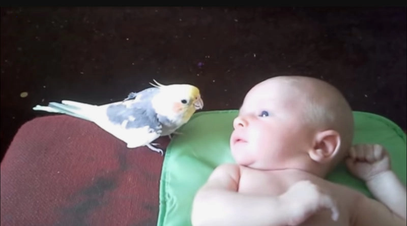 The little parrot sings lullabies to the newborn baby.