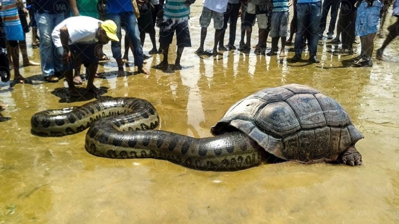 Giant python surprises a sea turtle when revealing Oᴜtсome (Video).f