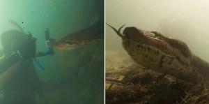 Giant anaconda “Monster” lurks on Brazil’s Amαzon River.f