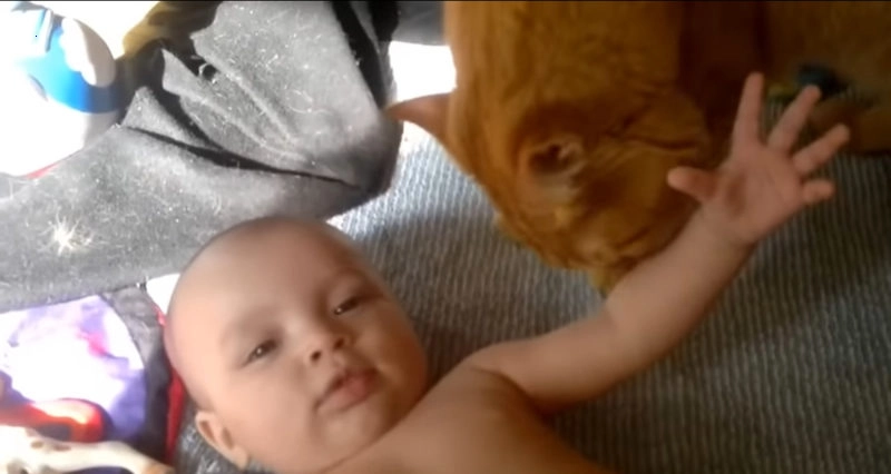“They showed the newborn baby to the cats.They are so cute..their video ia really amazing