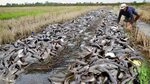 Thousands of giant fish in dried ditches, people were surprised and excited.f