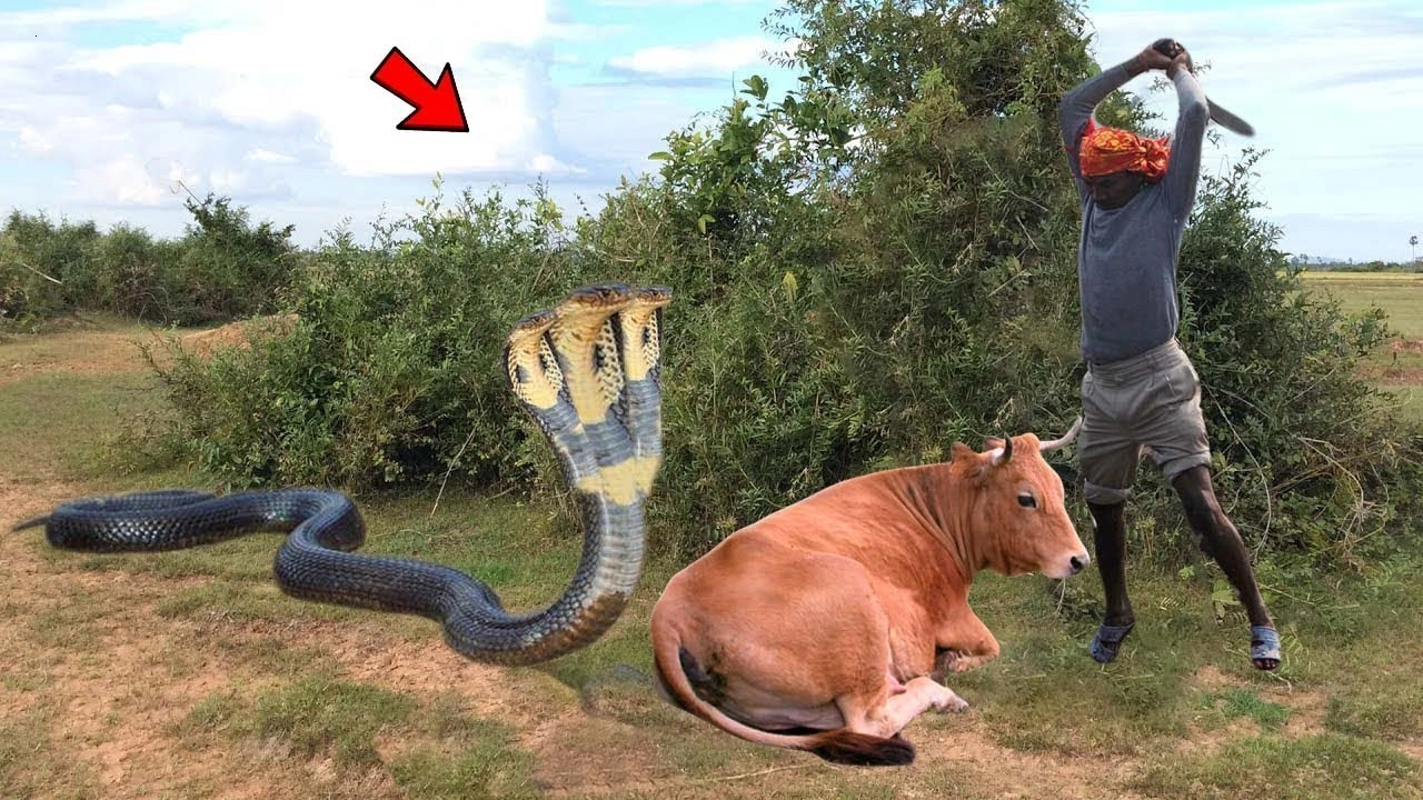 The 10-headed king cobra desperately protects the cow attacked by the map.f