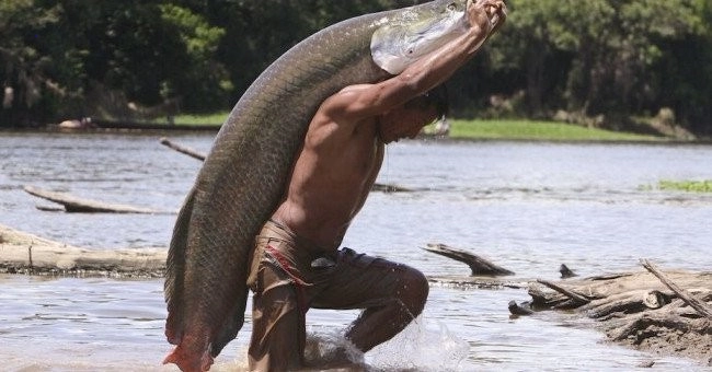 Admire the breathtaking strength of the world’s strongest man and the world’s largest freshwater fish (Video).f
