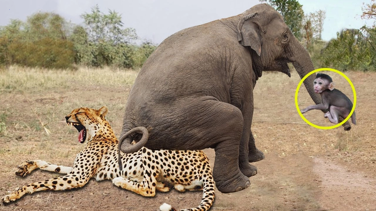 .Courageous Elephants Shield Baby Monkeys from Leopards with Incredible Shows of Power (Video)..D