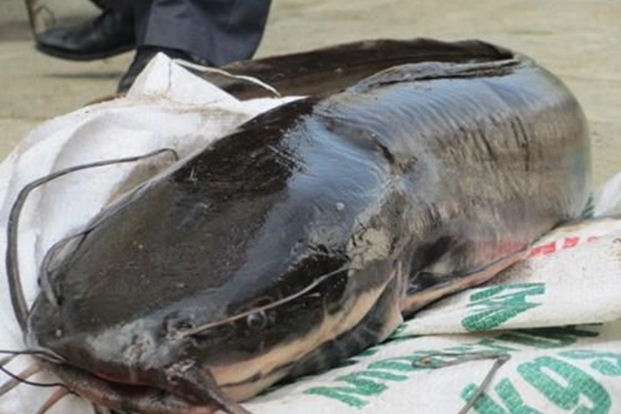 People discovered giant catfish nests in the dry season, making everyone happy.f