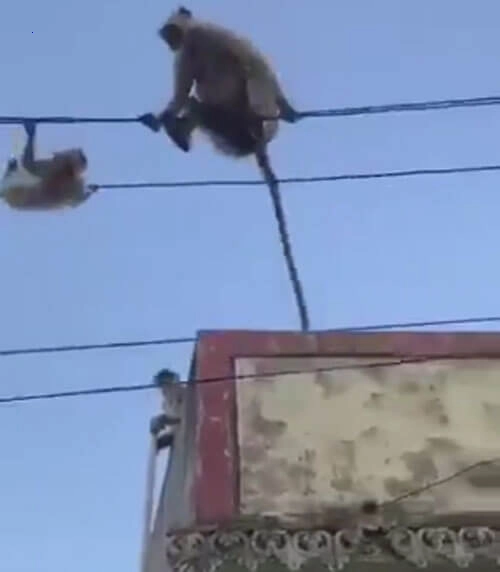 Monkeys hang on high voltage wires, performing circus acts, waiting to be rescued.f
