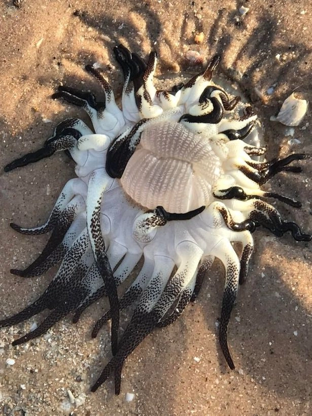The creature with a white body washed ashore on the coast of Western Australia, attracting attention because of its elongated shape and color.f