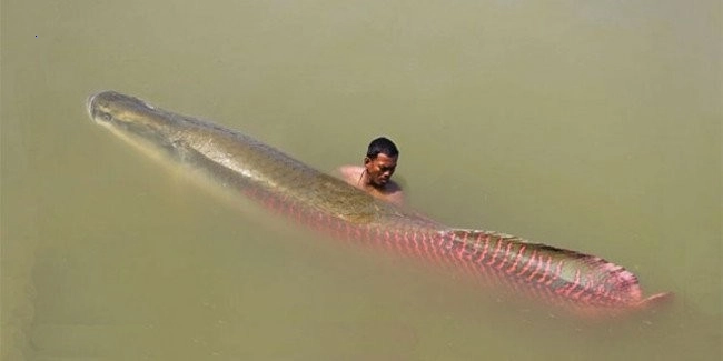 Admire the breathtaking strength of the world’s strongest man and the world’s largest freshwater fish (Video).f