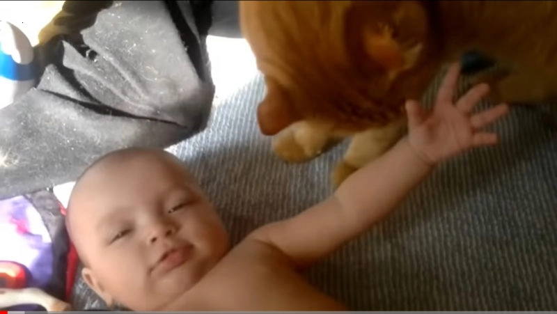 “They showed the newborn baby to the cats.They are so cute..their video ia really amazing