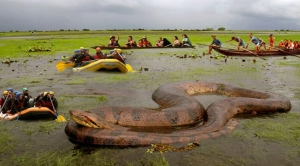 Giant anaconda “Monster” lurks on Brazil’s Amαzon River.f