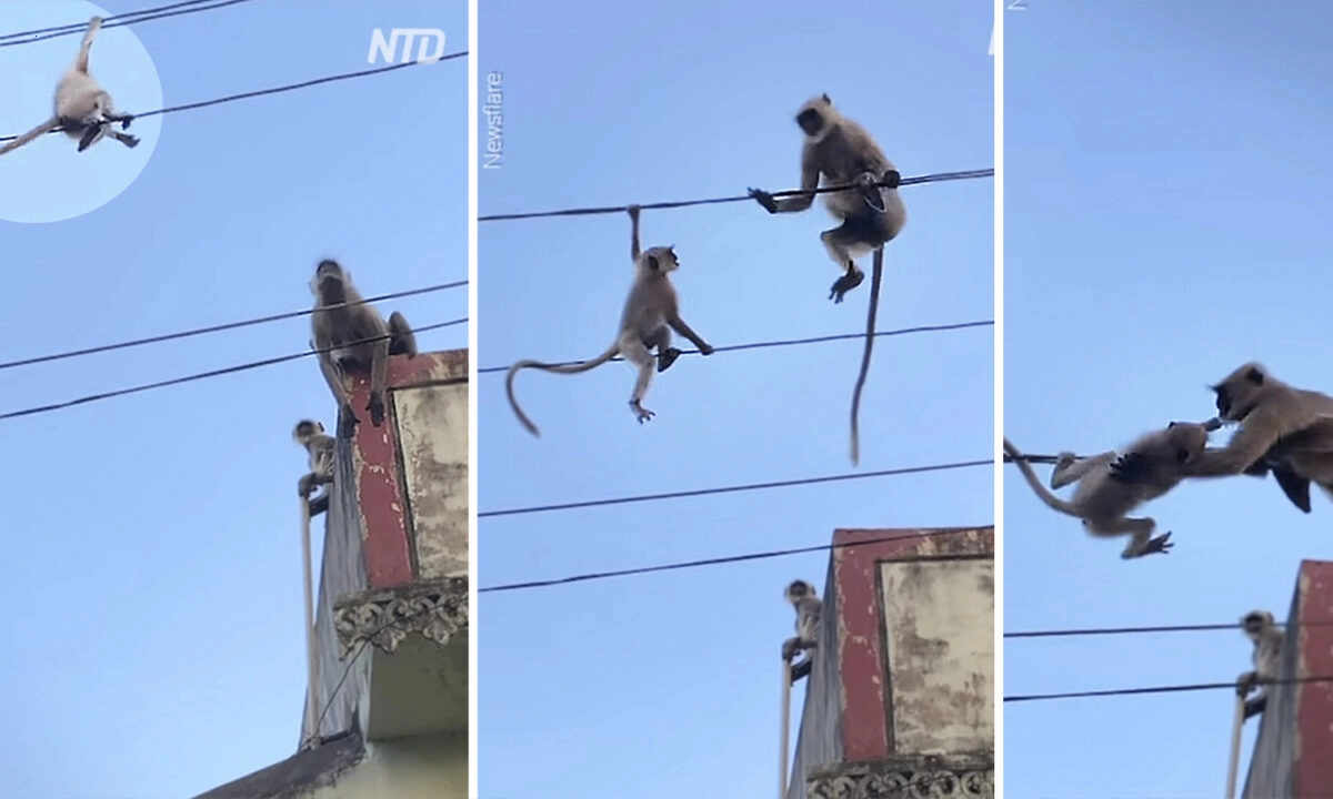 Monkeys hang on high voltage wires, performing circus acts, waiting to be rescued.f