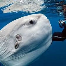 .Incredible Meeting: Enormous 82-Foot Fish Approaches Diver in the United States – Captured on Underwater Camera!..D