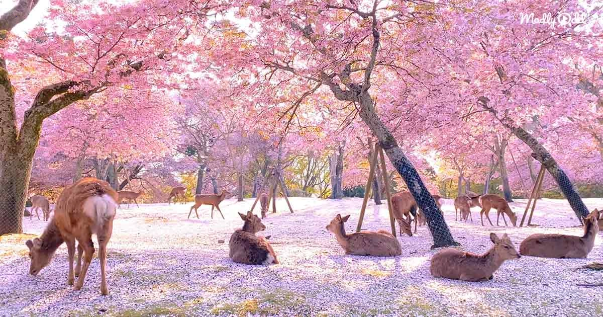 This is the oldest park in Japan, where people are not allowed to enter today. Only deer live in this park and there are pink cherry trees