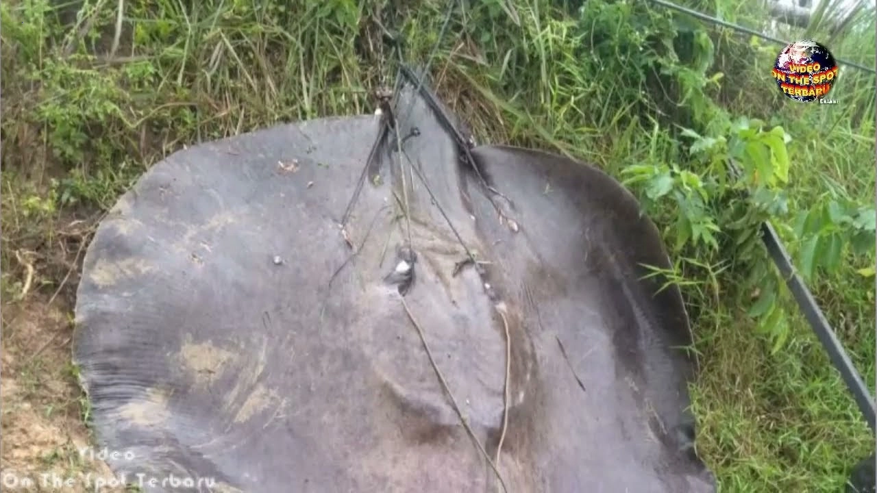 Fishing adventure reveals the mystery of a giant 112-year-old crocodile chasing a girl (Video).f