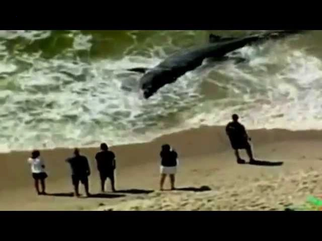 Scientists were when they first discovered the body of the world’s rarest black dolphin drifting to the US coast with extremely large size (video).f