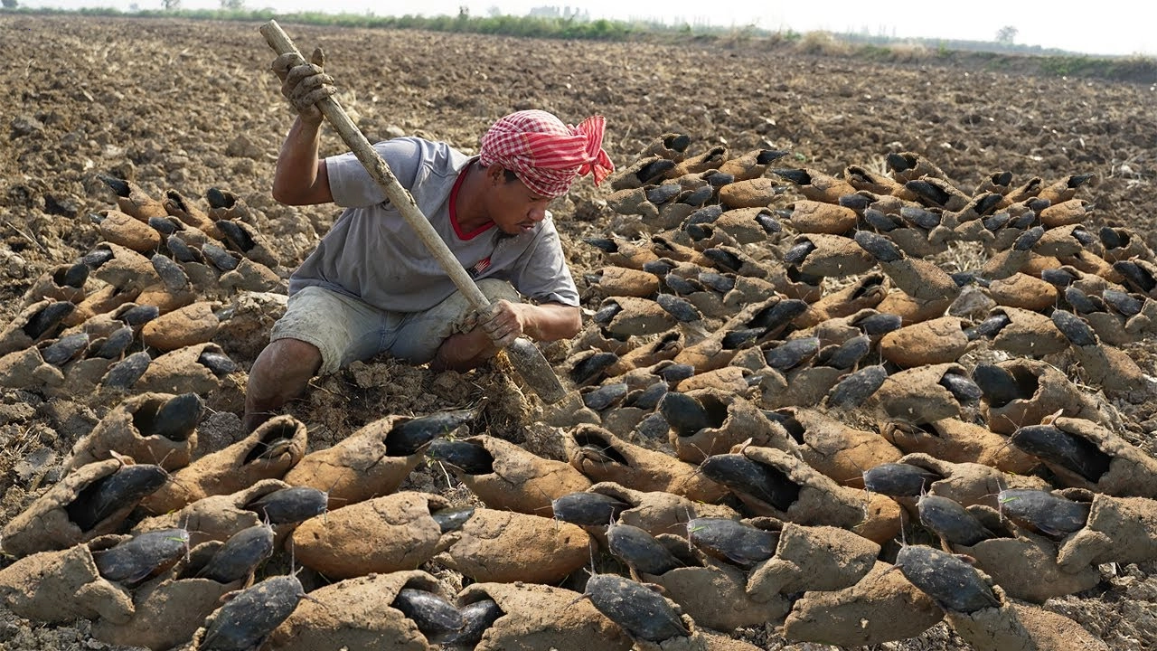 Farmers rejoice as thousands of fish emerge from mud cocoons to survive drought (Video).f