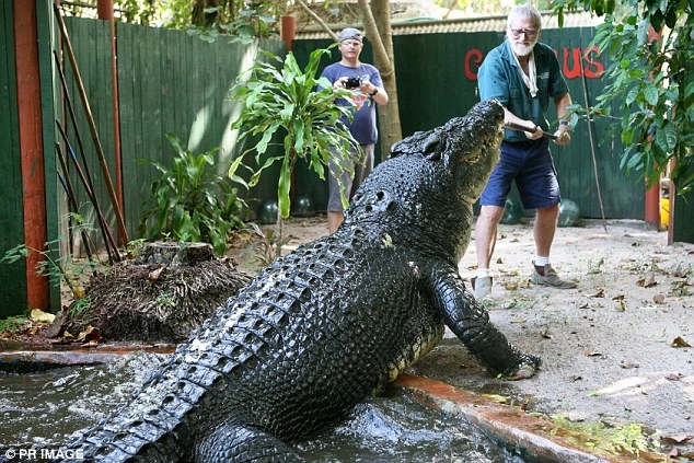 .Cracking the Puzzle: Massive 9-Meter ‘Dinosaur-Sized’ Crocodile Stuns Queensland Locals Near the Creek!..D