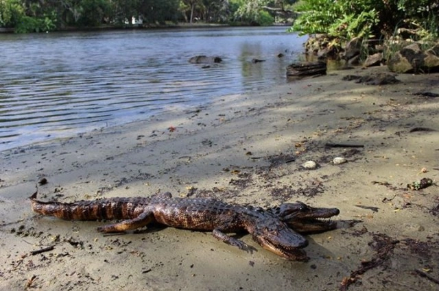Incredible discovery of rare two-headed crocodile in Florida.f