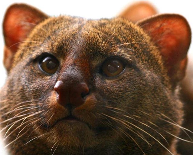 Jaguarundi: A terrific cat that can chirp, eat fruit and befriend monkeys