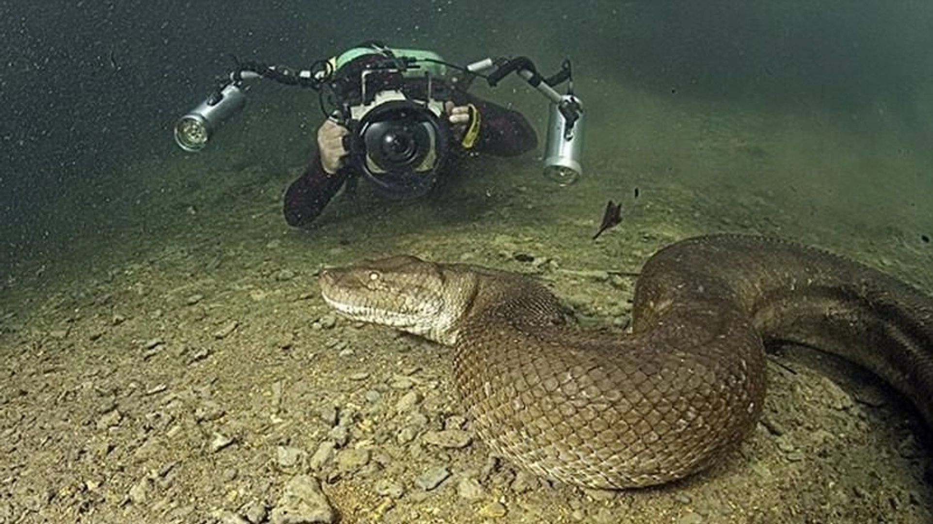 .Mind-Blowing Find: Divers Encounter a Captivating Giant Python in the Depths of an Australian River – Witness the Astonishing Moment (Video)!..D