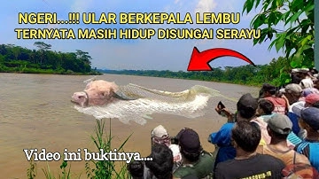 .Panic in Kalimantan: The Frightening 90m-Long Serpent with a Bull’s Head Sends Chills Down the Spine – Watch the Video!..D