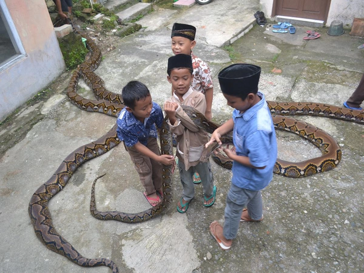 Giant snake on the roof: The village turns into a tourist destination as spectators gather to witness the phenomenon.f