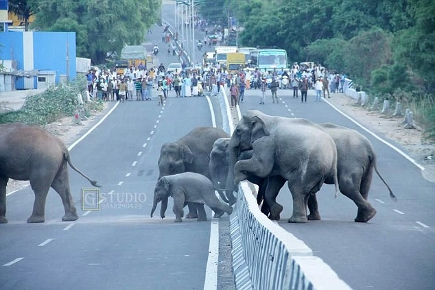 .Unexpected Meeting: Charming Elephant Group Delights Spectators During Road Crossing (Video)..D