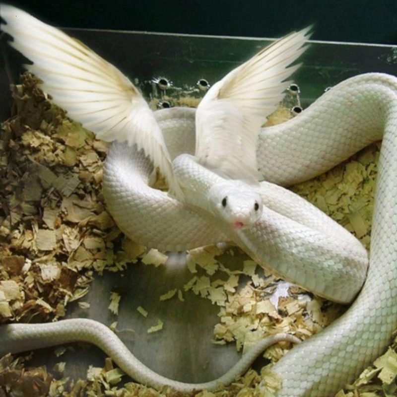 .Unveiling Nature’s Marvel: Astonishing Video of Winged Snakes Reveals Their Breathtaking Beauty!..D