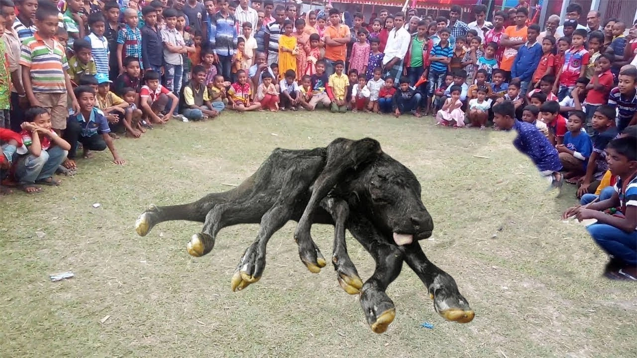 The image of a strange cow with 8 legs and 2 heads scared people.f