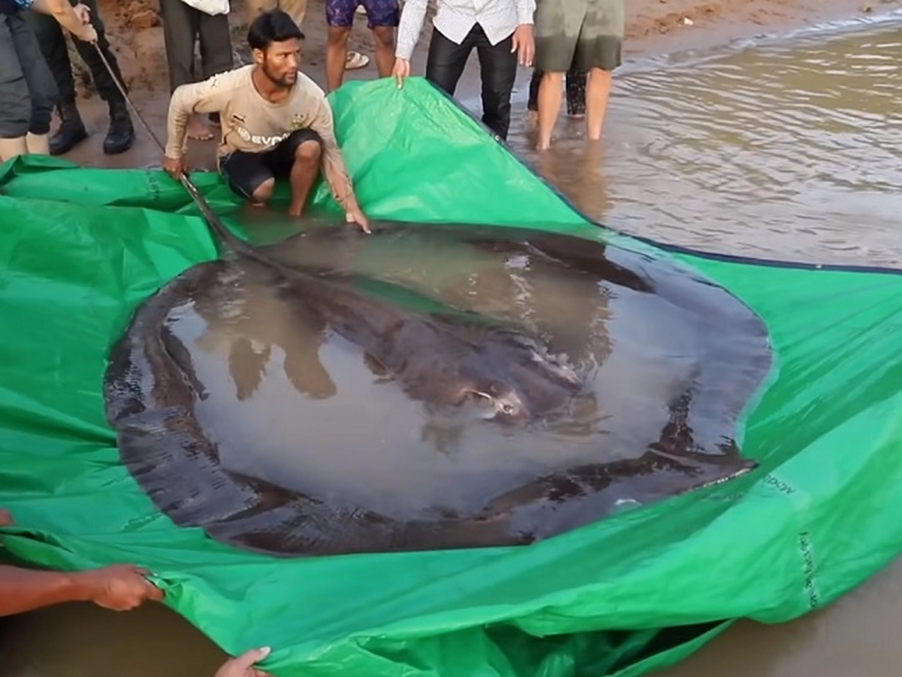 .Caught on Film: Thailand’s Enormous Stingray – Don’t Miss the Video!..D