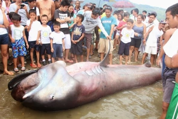Extremely rare megamouth shark was found dead washed up on the beach with a large size weighing more than 6 tons, scaring people (video).f