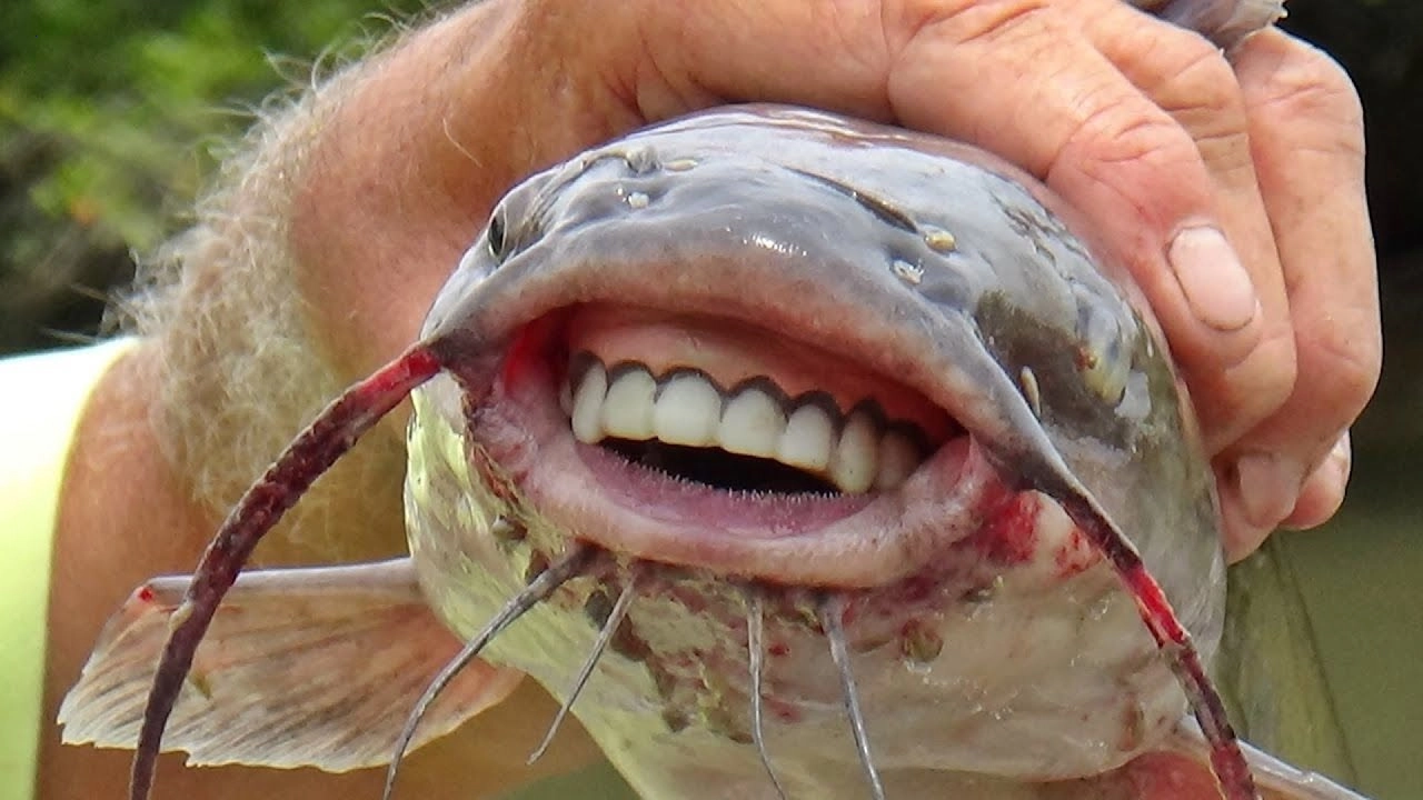 Fish with “human-like teeth” causes a stir in the online community and confuses the scientific community (Video).f