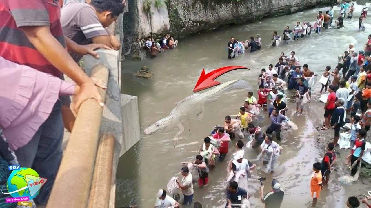 Viewers are fascinated by the white crocodile in the Indus River, which makes people excited.f