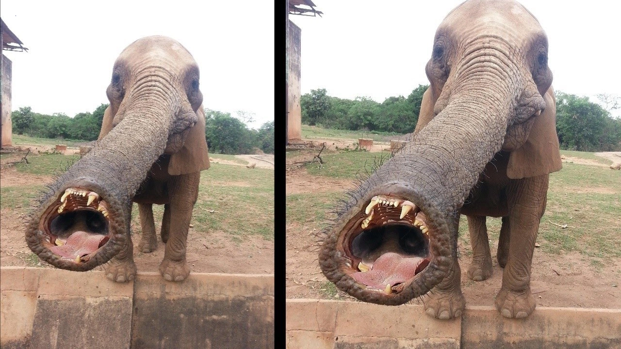 The terrifying mutant elephant with its trunk, long teeth and extremely strong bite force makes viewers terrified when they witness it (Video).f