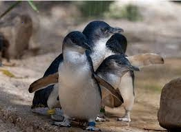 The photo that won the award: widowed penguins stick together ⠀⁣