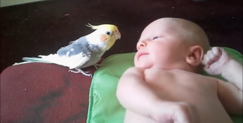 The little parrot sings lullabies to the newborn baby.