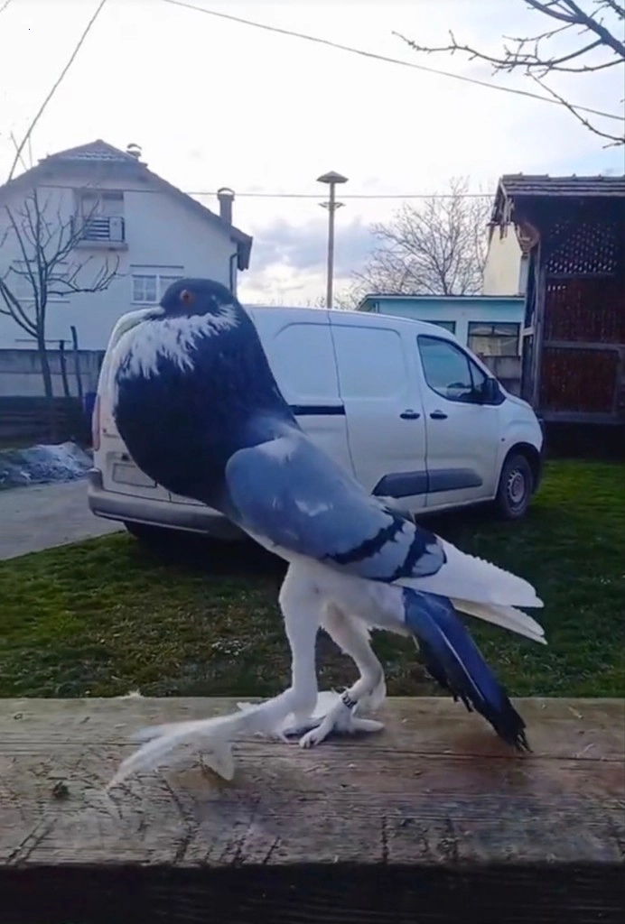 .Digital Sensation: Exploring the Mystery of the ‘Giant-Legged Mutant Pigeon’ That Has Sparked the Internet’s Curiosity (Video)..D