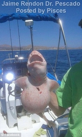 .Otherworldly Find Off Cabo, Mexico: Angler Hooks Uncommon Pink-Skinned Being (Video)!..D