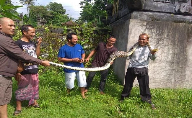 Giant snake on the roof: The village turns into a tourist destination as spectators gather to witness the phenomenon.f