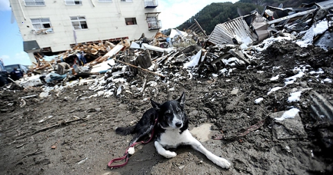 A dog and a one-year-old child stayed in the ruins of a house for several days, waiting for rescuers