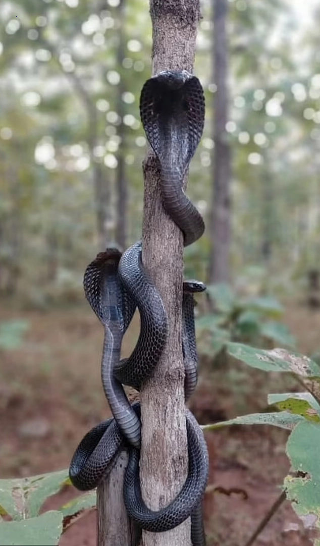 The scene of three extremely poisonous cobras appearing wrapped around a tree made passersby panic.f
