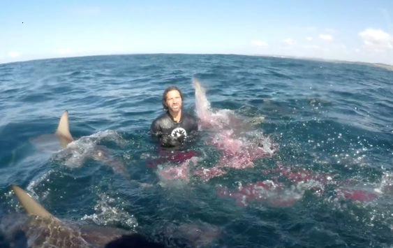 Heart-stopping: Brave swimmers are amazed by Australian great white sharks as they approach (Video).f